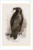 Golden Eagle by Anonymous