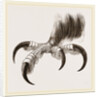 Talons of Golden Eagle by Anonymous