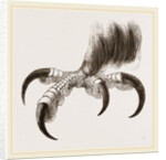 Talons of Golden Eagle by Anonymous