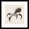 Talons of Golden Eagle by Anonymous