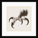 Talons of Golden Eagle by Anonymous