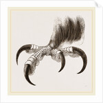 Talons of Golden Eagle by Anonymous