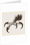 Talons of Golden Eagle by Anonymous