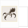 Talons of Golden Eagle by Anonymous