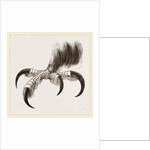 Talons of Golden Eagle by Anonymous