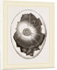 Egg and Germ at Sixteen Hours by Anonymous