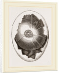 Egg and Germ at Sixteen Hours by Anonymous