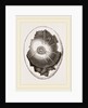 Egg and Germ at Sixteen Hours by Anonymous