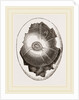 Egg and Germ at Sixteen Hours by Anonymous