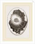Egg and Germ at Sixteen Hours by Anonymous