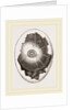 Egg and Germ at Sixteen Hours by Anonymous