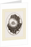 Egg and Germ at Sixteen Hours by Anonymous