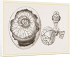 Egg and Chick on Fifth Day by Anonymous