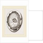 Egg and Chick on Fourth Day by Anonymous