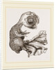 Chick at Ten Days by Anonymous
