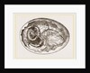 Egg and Chick on Eighth Day by Anonymous