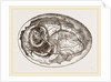 Egg and Chick on Eighth Day by Anonymous