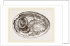 Egg and Chick on Eighth Day by Anonymous