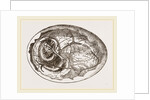 Egg and Chick on Eighth Day by Anonymous