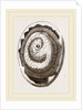 Egg and Chick on Seventh Day by Anonymous