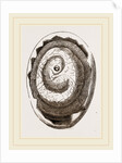 Egg and Chick on Seventh Day by Anonymous