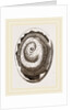 Egg and Chick on Seventh Day by Anonymous