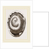 Egg and Chick on Seventh Day by Anonymous
