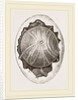 Egg and Germ at Twelve Hours after Incubation by Anonymous