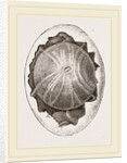 Egg and Germ at Twelve Hours after Incubation by Anonymous