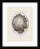 Egg and Germ at Twelve Hours after Incubation by Anonymous