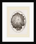 Egg and Germ at Twelve Hours after Incubation by Anonymous