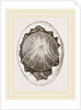 Egg and Germ at Twelve Hours after Incubation by Anonymous