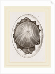 Egg and Germ at Twelve Hours after Incubation by Anonymous