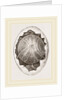 Egg and Germ at Twelve Hours after Incubation by Anonymous