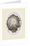 Egg and Germ at Twelve Hours after Incubation by Anonymous