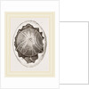 Egg and Germ at Twelve Hours after Incubation by Anonymous