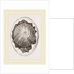 Egg and Germ at Twelve Hours after Incubation by Anonymous
