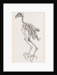 Skeleton of Hawk by Anonymous