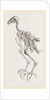 Skeleton of Hawk by Anonymous