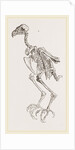 Skeleton of Hawk by Anonymous