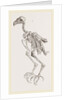 Skeleton of Hawk by Anonymous