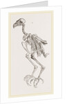 Skeleton of Hawk by Anonymous