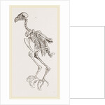 Skeleton of Hawk by Anonymous