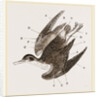 Plumage of Bird by Anonymous