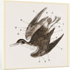 Plumage of Bird by Anonymous