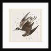 Plumage of Bird by Anonymous