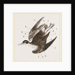Plumage of Bird by Anonymous