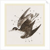 Plumage of Bird by Anonymous
