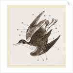 Plumage of Bird by Anonymous