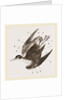 Plumage of Bird by Anonymous